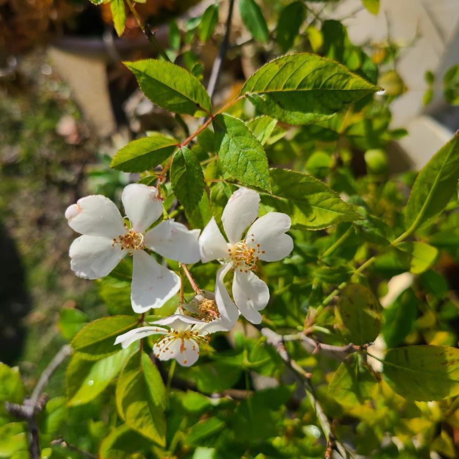 白砂灣藍海之丘blue Ocean Hill Bed and Breakfast Heng-ch'un Buitenkant foto